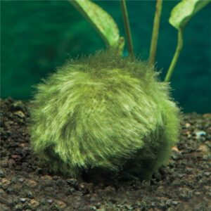 FLuval Moss Ball