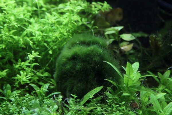 FLuval Moss Ball